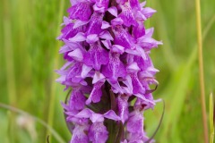 Orchids at Bolton Fields. Photo by Samantha Batty