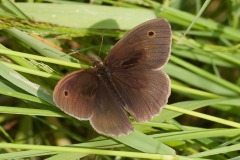 Meadow Brown (Maniola jurtina)