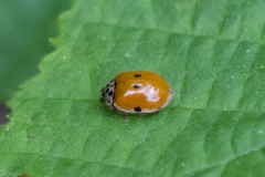 10 spot ladybird (Adalia decempunctata)