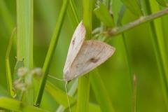Moth