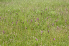 Orchids at Bolton Fields. Photo by Samantha Batty