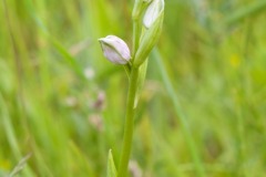 Orchids at Bolton Fields. Photo by Samantha Batty