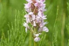 Orchids at Bolton Fields. Photo by Samantha Batty