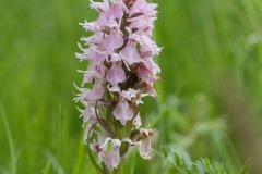 Orchids at Bolton Fields. Photo by Samantha Batty