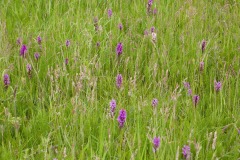 Orchids at Bolton Fields. Photo by Samantha Batty