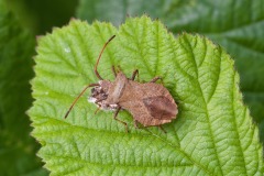 Dock Shield Bug (Coreus marginatus)