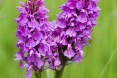 Orchids at Bolton Fields