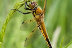 4-spotted Chaser Libellula quadrimaculata