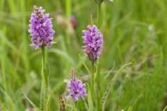 Orchids at Bolton Fields. Photo by Samantha Batty