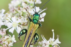 Swollen-thighed Flower Beetle Oedemerus nobilis.
