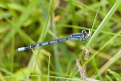 Common Blue Damselfly (Enallagma cyathigerum)