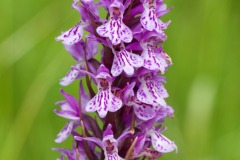 Orchids at Bolton Fields. Photo by Samantha Batty