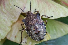 Shield Bug