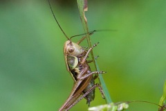 Roesel’s Bush-cricket (Roeseliana roeselii)