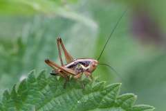 Roesel’s Bush-cricket (f) (Roeseliana roeselii). 