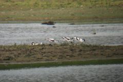 Avocets, Huggin Carr, Hatfield Moor - Ian McDonald 2012