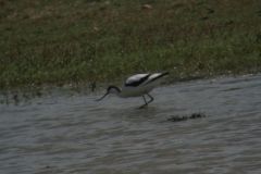 Avocets, Huggin Carr, Hatfield Moor - Ian McDonald 2012