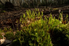 Byrum capillare, Gamston Wood, Notts