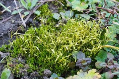 Funaria hygrometrica - Bonfire Moss, Grove Gardens, Doncaster.