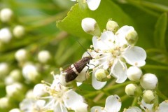 Adela croesella, Austerfield.