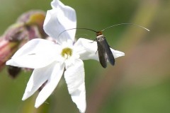 Cauchas rufimitrella, Austerfield.