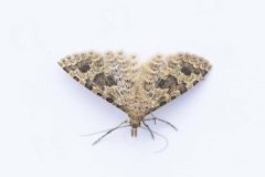 Twenty-plume Moth - Alucita hexadactyla, Balby.