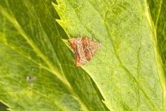 Fig-leaf Skeletoniser - Choreutis nemorana, Owston (SE550112).