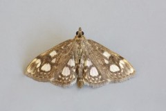 Anania coronata, Austerfield.