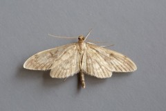 Anania lancealis, Austerfield.