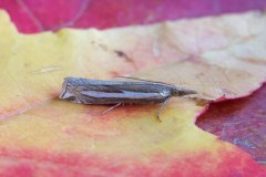 Crambus hamella, Austerfield.