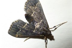 Duponchelia fovealis, Austerfield.