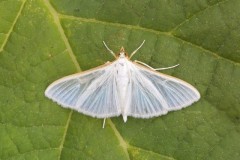 Palpita vitrealis, Austerfield.