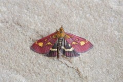 Pyrausta purpuralis, Austerfield.