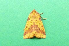 Xanthia togata - Pink-barred Sallow - Kirk Smeaton