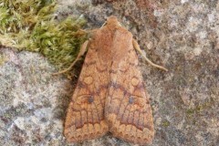 Agrochola circellaris - The Brick, Austerfield.