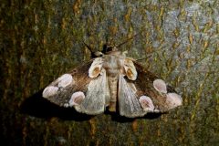 Thyatira batis - Peach Blossom - Brockadale NR