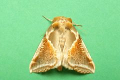 Habrosyne pyritoides - Buff Arches - Kirk Smeaton