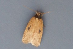 Agonopterix - subpropinquella f.rhodochrella, Austerfield.