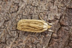 Agonopterix umbellana, Austerfield.