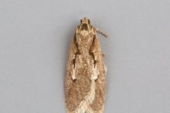 Semioscopis avellanella, Austerfield.