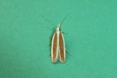 Dichomeris marginella - Juniper Webber - Kirk Smeaton