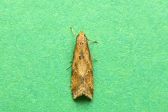 Brachmia blandella - Kirk Smeaton