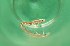 Isophrictis striatella - Kirk Smeaon