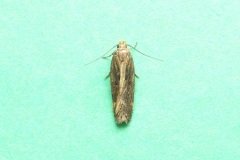 Aroga velocella - Kirk Smeaton