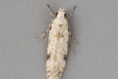 Carpatolechia alburnella, Woodside Nurseries, Austerfield.