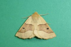 Crocallis elinguaria - Scalloped Oak - Kirk Smeaton