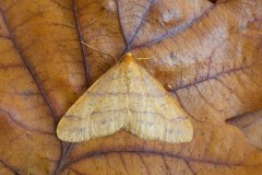 Agriopis aurantiaria - Scarce Umber, Austerfield.