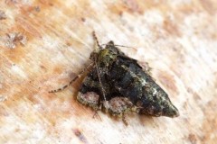 Agriopis marginaria - Dotted Border (flightless female), Austerfield.