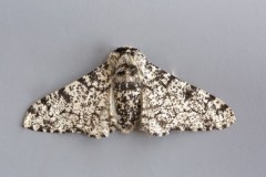 Biston betularia - Perrered Moth aberration,Austerfield