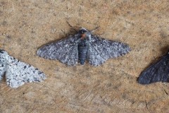 Biston betularia - Peppered Moth (three colour forms), Austerfield.